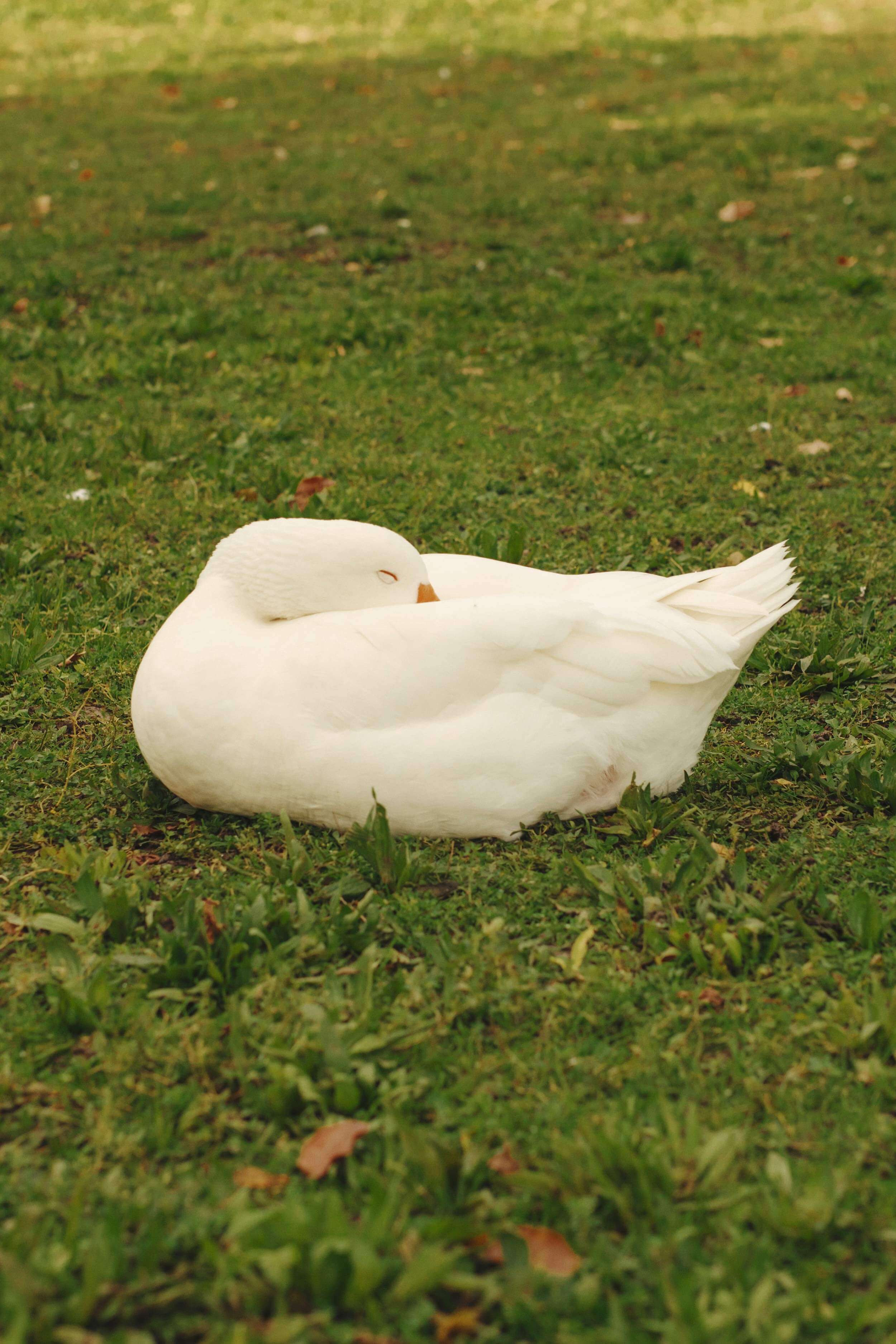 Photo d'une oie par © Motoki Nakatani, Jeu de l'oie, Ministère des petites choses — © Alice Cadillon & Noémie Lacroix